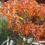 Aloe striata Blüte