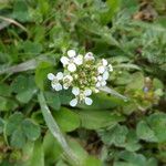 Lepidium campestre Çiçek