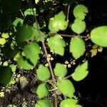 Thalictrum delavayi Ліст