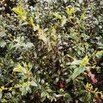 Buxus sinica Hoja
