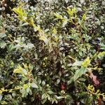 Buxus sinica List