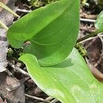 Maianthemum bifolium Лист