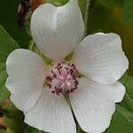 Althaea officinalis Цвят