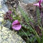 Pedicularis kerneri Flower