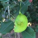 Pterocarpus rotundifolius Fruit