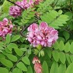 Robinia hispida Blodyn