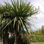 Cordyline australisLeaf