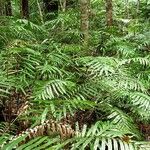 Blechnum corbassonii Облик