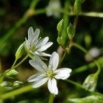 Stellaria graminea Цвят