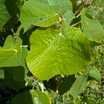 Alchornea davidii Hoja