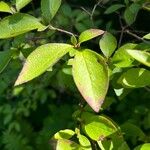 Rhododendron reticulatum Hoja