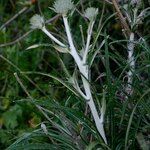 Ptilostemon gnaphaloides Other