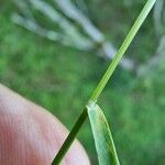 Trisetum flavescens Blatt