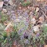 Marrubium supinum Fula