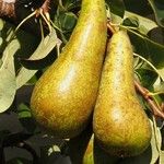 Pyrus communis Frukto