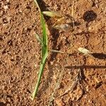 Eragrostis superba Leaf