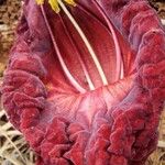 Kigelia africana Çiçek