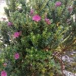 Pimelea rosea Yaprak