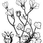 Saxifraga corsica অন্যান্য