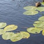 Nuphar lutea Levél