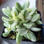 Crassula Rogersii Silk VariegatedLiść