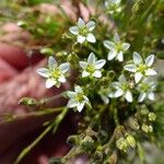 Sabulina verna Blomma