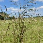 Deschampsia cespitosa Kukka