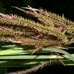 Carex jamesonii