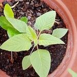 Amaranthus blitumHoja