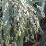 Panicum miliaceum Fruct