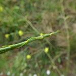 Hirschfeldia incana Fruit