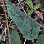 Hieracium glaucinum Feuille