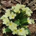 Primula vulgarisFlower