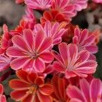 Lewisia cotyledonЦвят