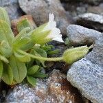 Cerastium pedunculatum Yeri