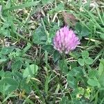 Trifolium pratenseFlor