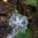 Trichosanthes cucumerina Blüte