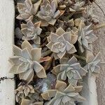 Graptopetalum paraguayenseBlatt