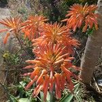 Aloe purpurea 花