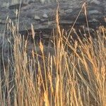 Heteropogon contortus Habit