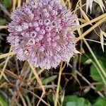 Allium polyanthum Цветок