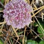 Allium polyanthum ফুল