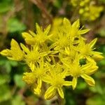 Sedum sexangulare Λουλούδι