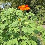 Tithonia rotundifoliaЦвят