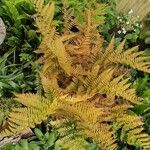 Dryopteris erythrosoraЛист