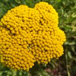 Achillea filipendulina花