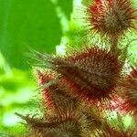 Rubus phoenicolasius Fruit