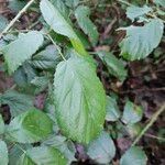 Rubus macrophyllus Blad