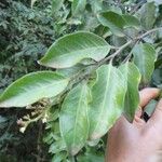 Hunga minutiflora Leaf