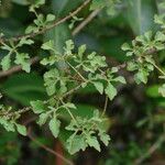 Hibiscus aculeatus Fulla